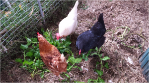 chooks in the garden