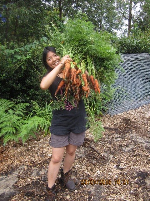 Sydney Edible Garden Trail - Turramurra Lookout Community Garden carrot harvest