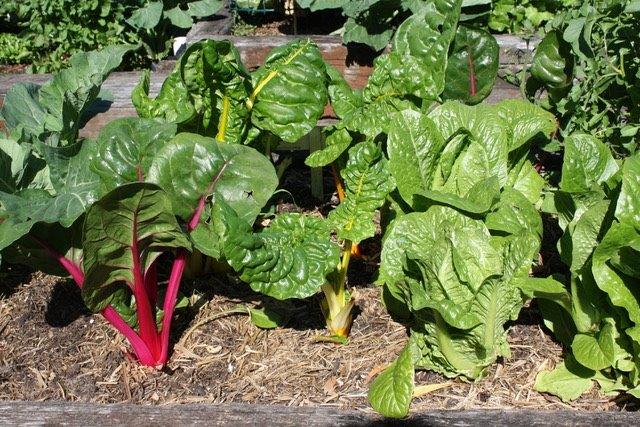 Sydney Edible Garden Trail - silver beet growing in the Naremburn community garden