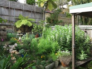 Sydney Edible Garden Trail - Northern Beaches edible garden