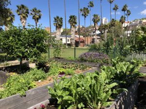 Sydney Edible Garden Trail - Milson community garden