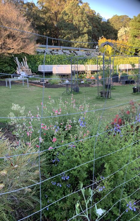 Sydney Edible Garden Trail - Henley Green community garden