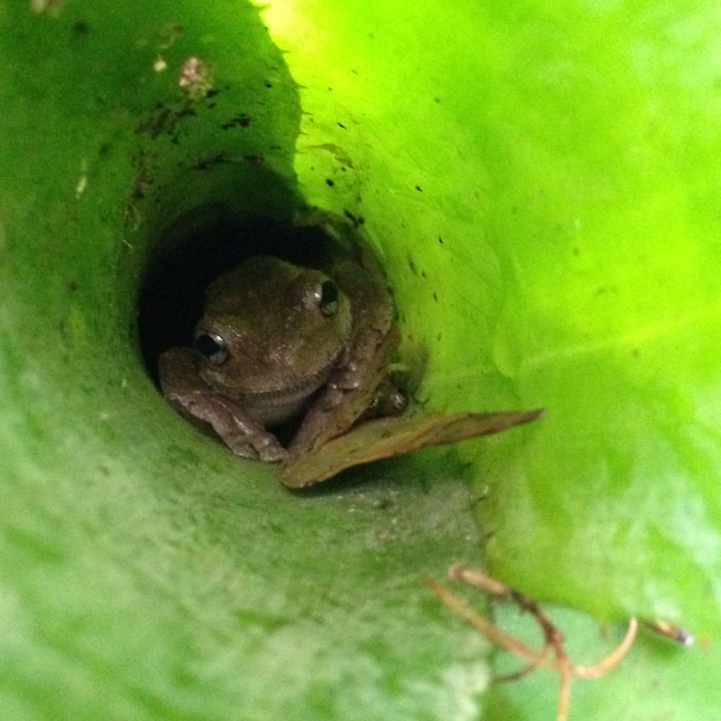 Sydney Edible Garden Trail - frog in a Northern Beaches edible garden