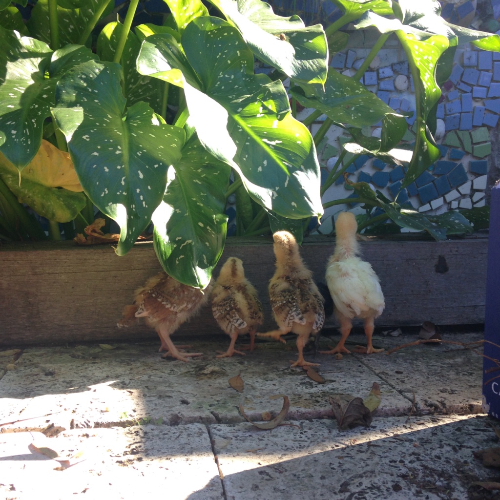 Sydney Edible Garden Trail - Chickens