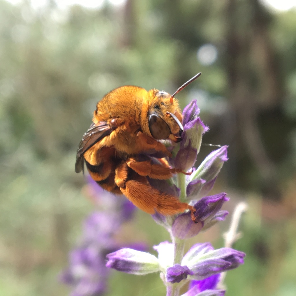Sydney Edible Garden Trail - bee