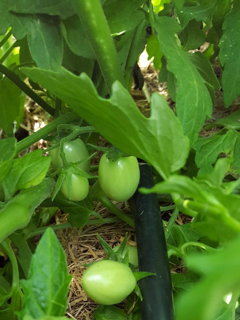 Sydney Edible Garden Trail - Thai tomatoes