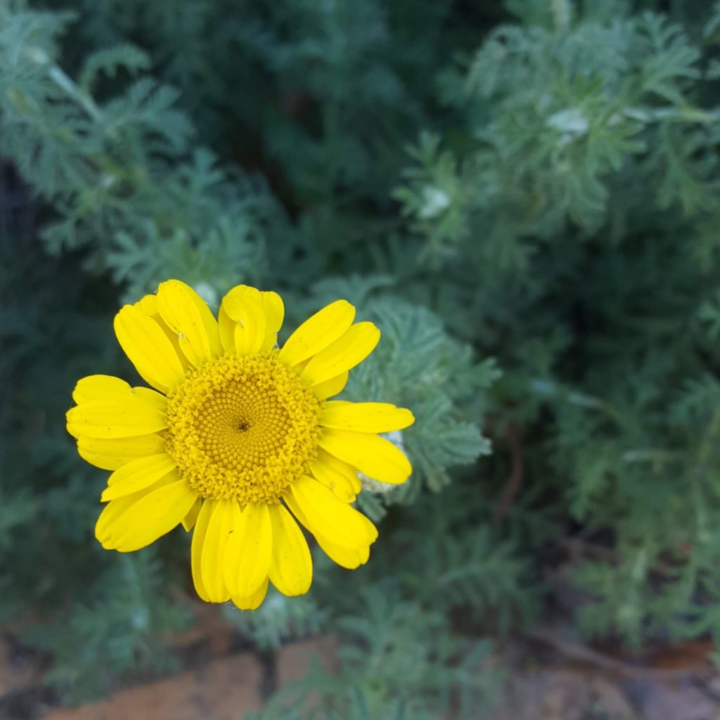 Sydney Edible Garden Trail - camomile