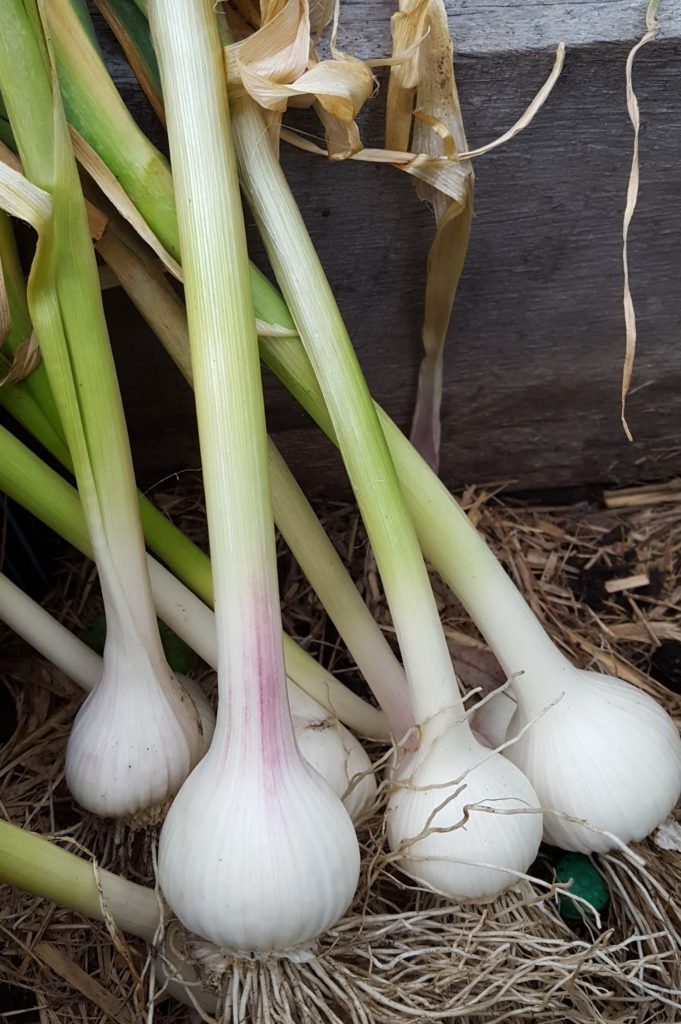 Sydney Edible Garden Trail - garlic