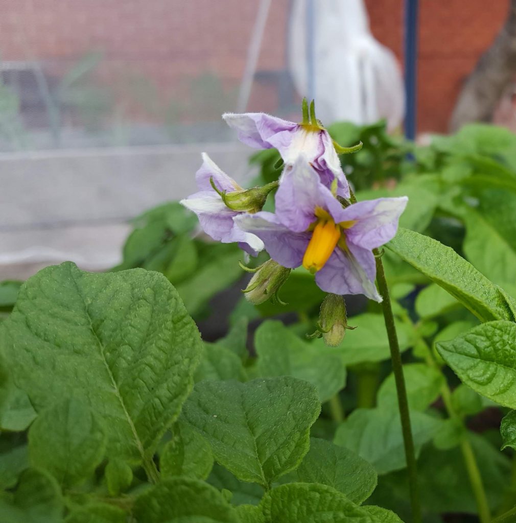 Sydney Edible Garden Trail - potato flower