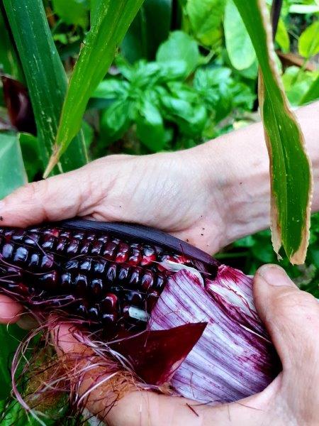 purple corn