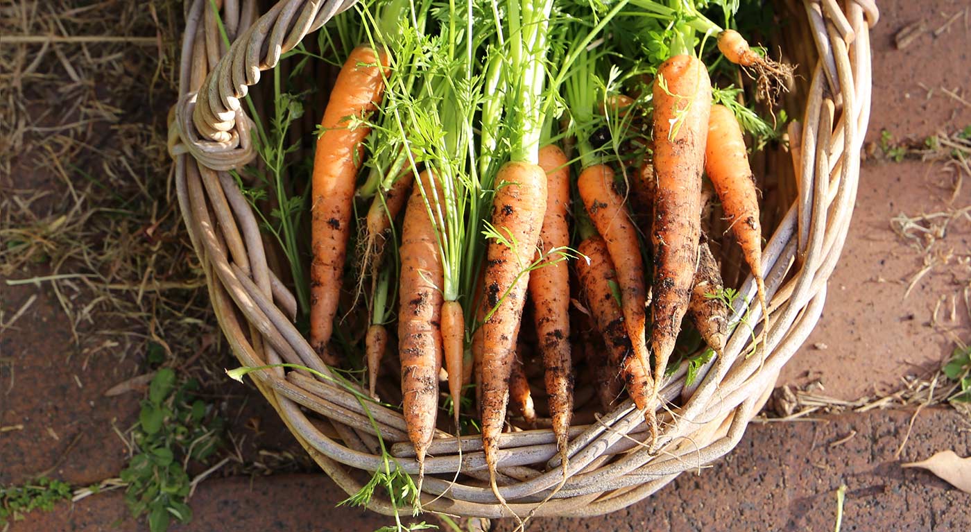 basket of carrots