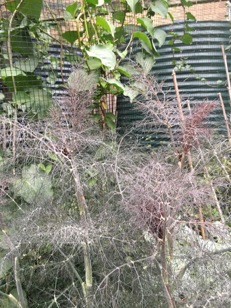 Sydney Edible Garden Trail - Pennant Hills edible garden