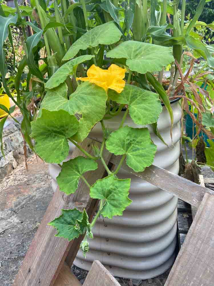 Sydney Edible Garden Trail - pumpkin vine