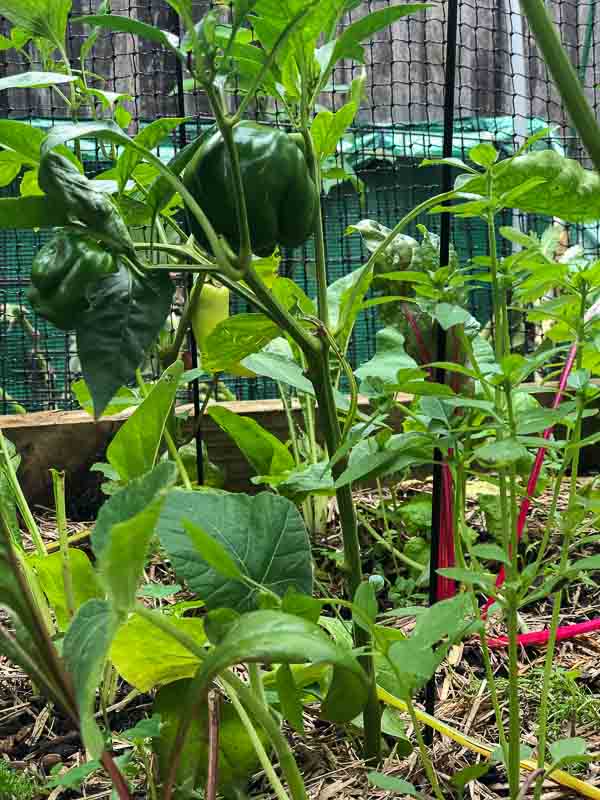 Sydney Edible Garden Trail - capsicum plant