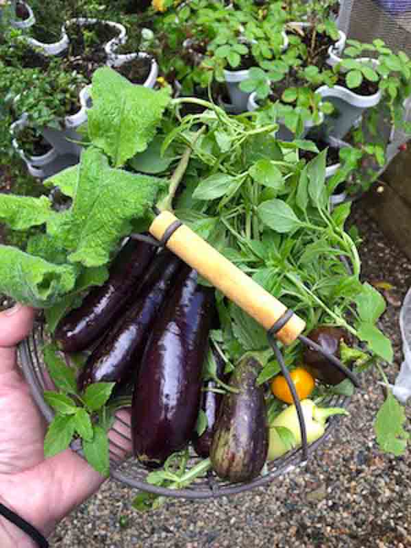 Sydney Edible Garden Trail - garden harvest