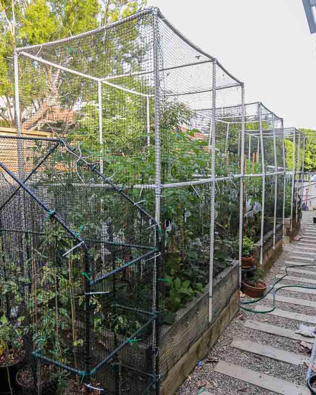 Sydney Edible Garden Trail - Driveway Veggie Patch