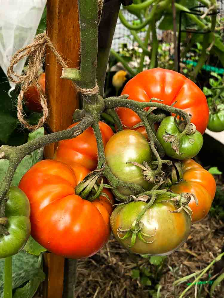 Sydney Edible Garden Trail - Tomatoes