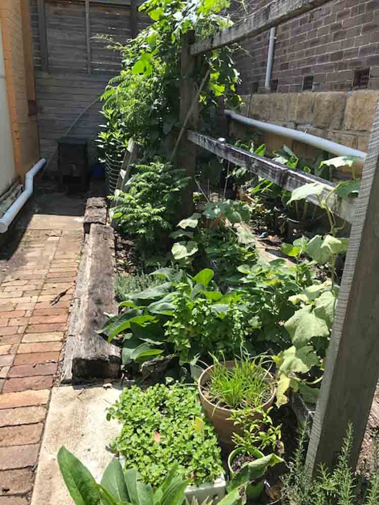 Sydney Edible Garden Trail - Garden Hub Community Garden