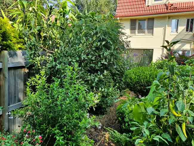 Sydney Edible Garden Trail