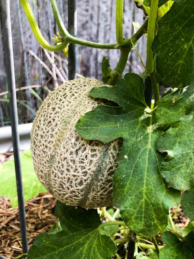 Sydney Edible Garden Trail - Newport Community Garden