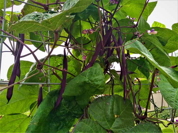 Sydney Edible Garden Trail - beans
