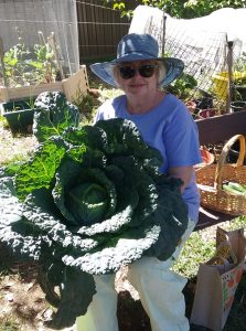 Gardener with cabbage