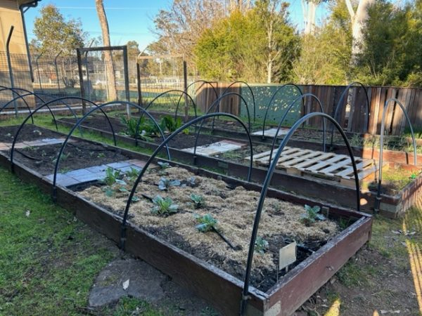 Bringelly Public School vegetable garden – Sydney Edible Garden Trail